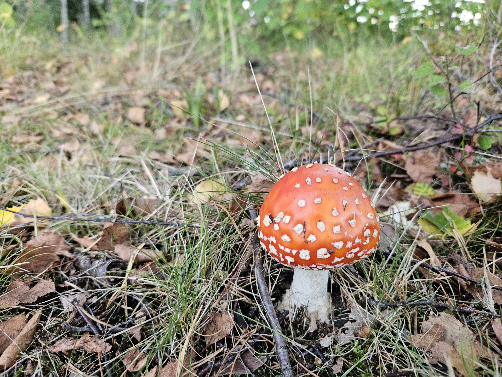Svamp