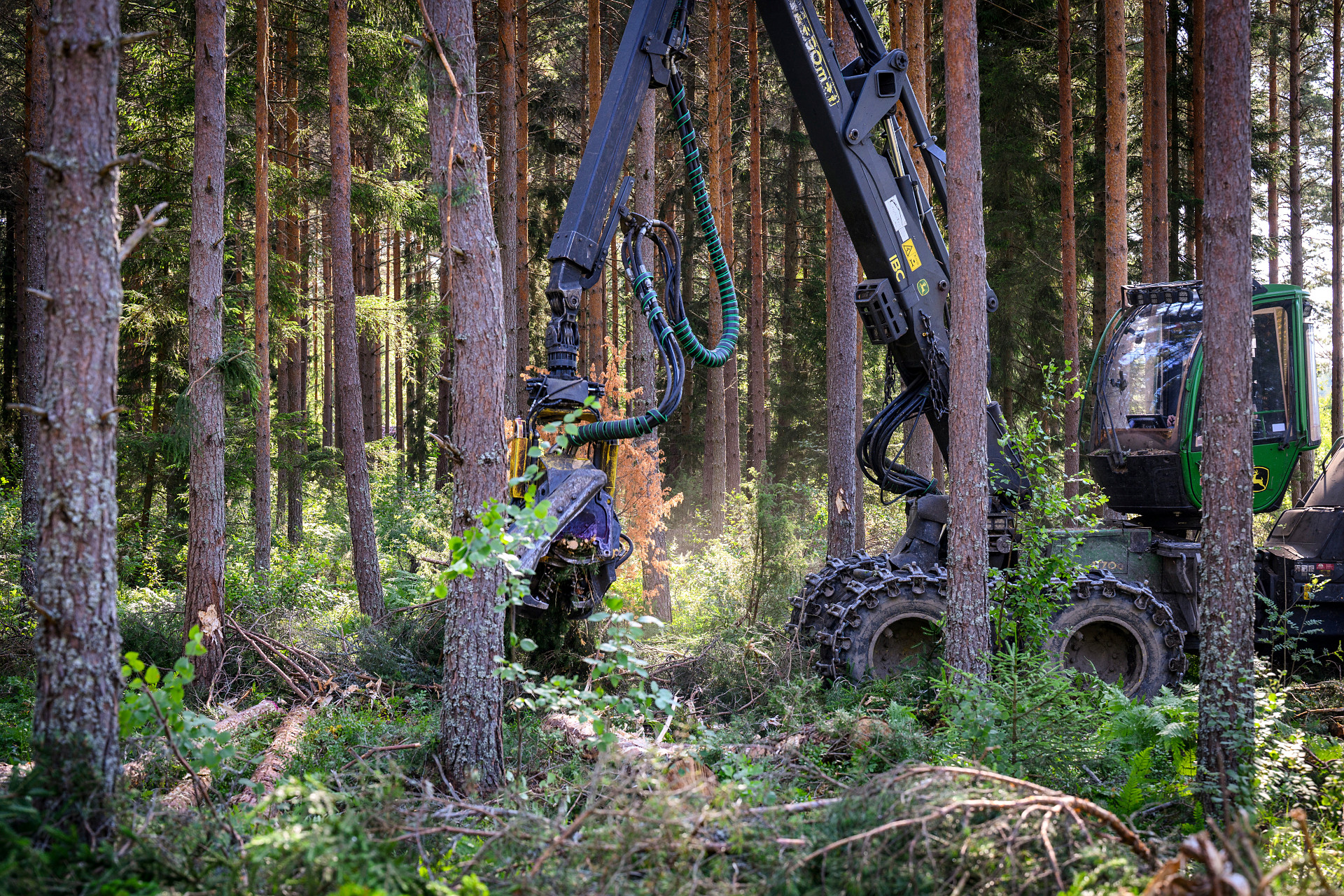 Skog och mark