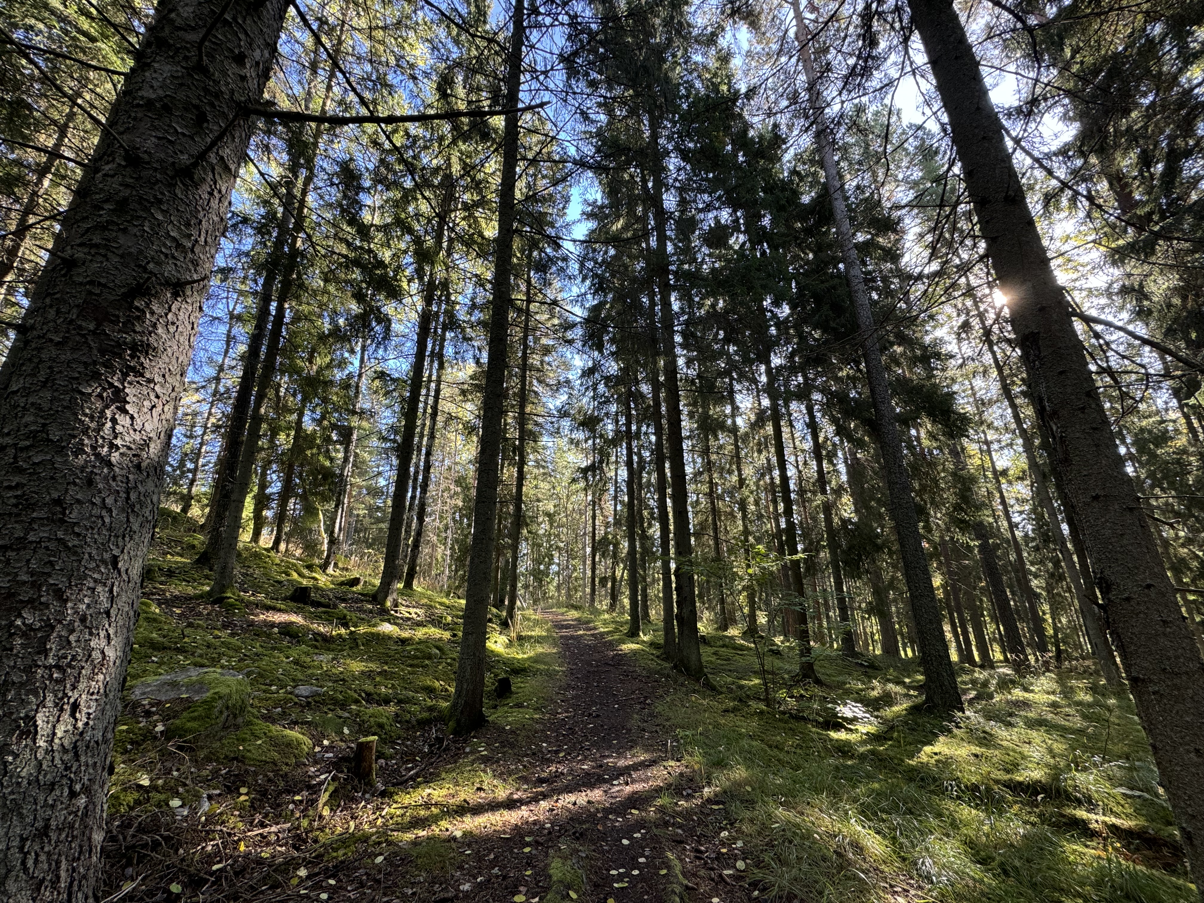 Stig i skogen