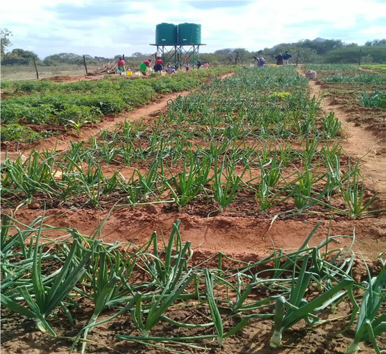 Gardens for life in Zimbabwe