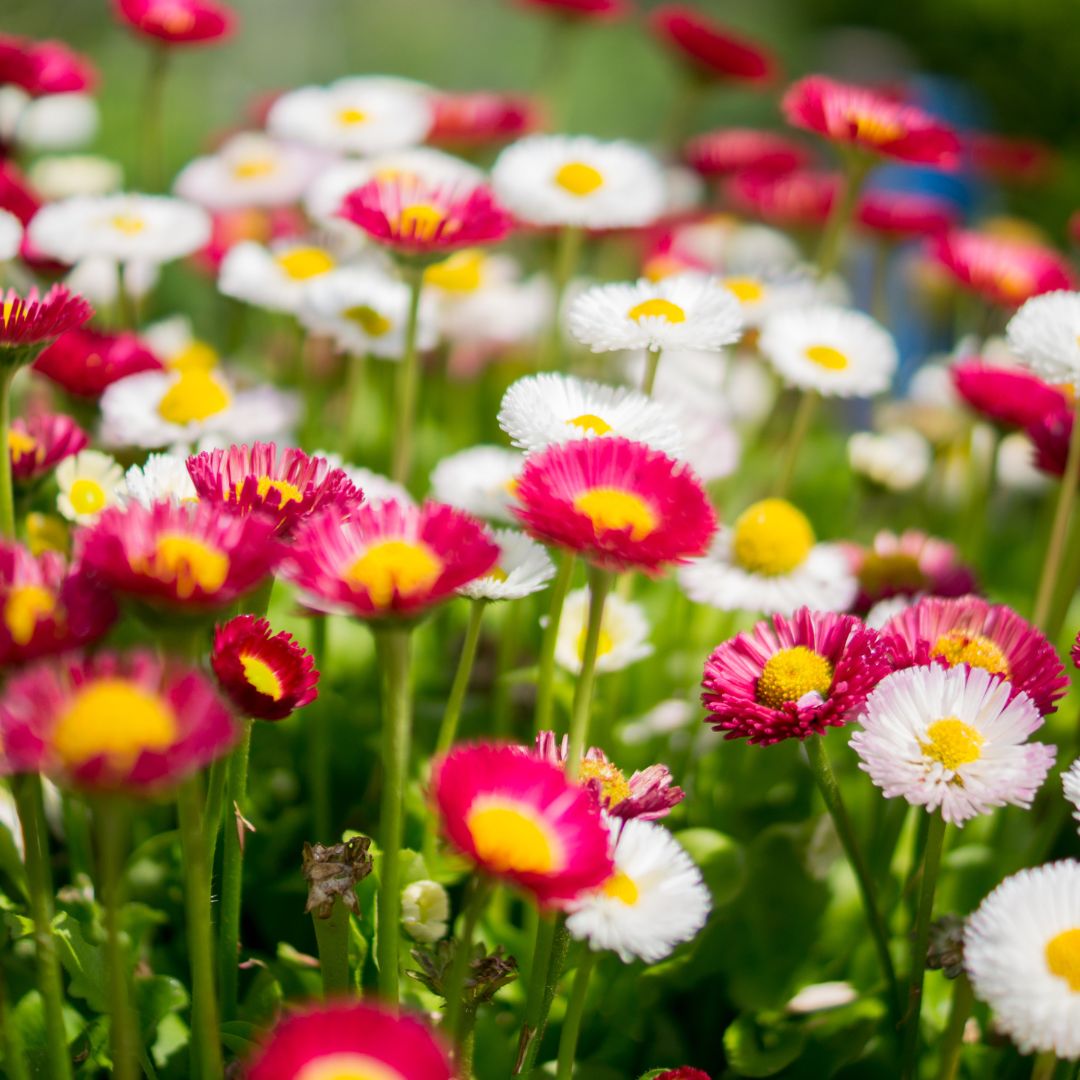 Sommarblommor i rosa och vita färger på en sommaräng.