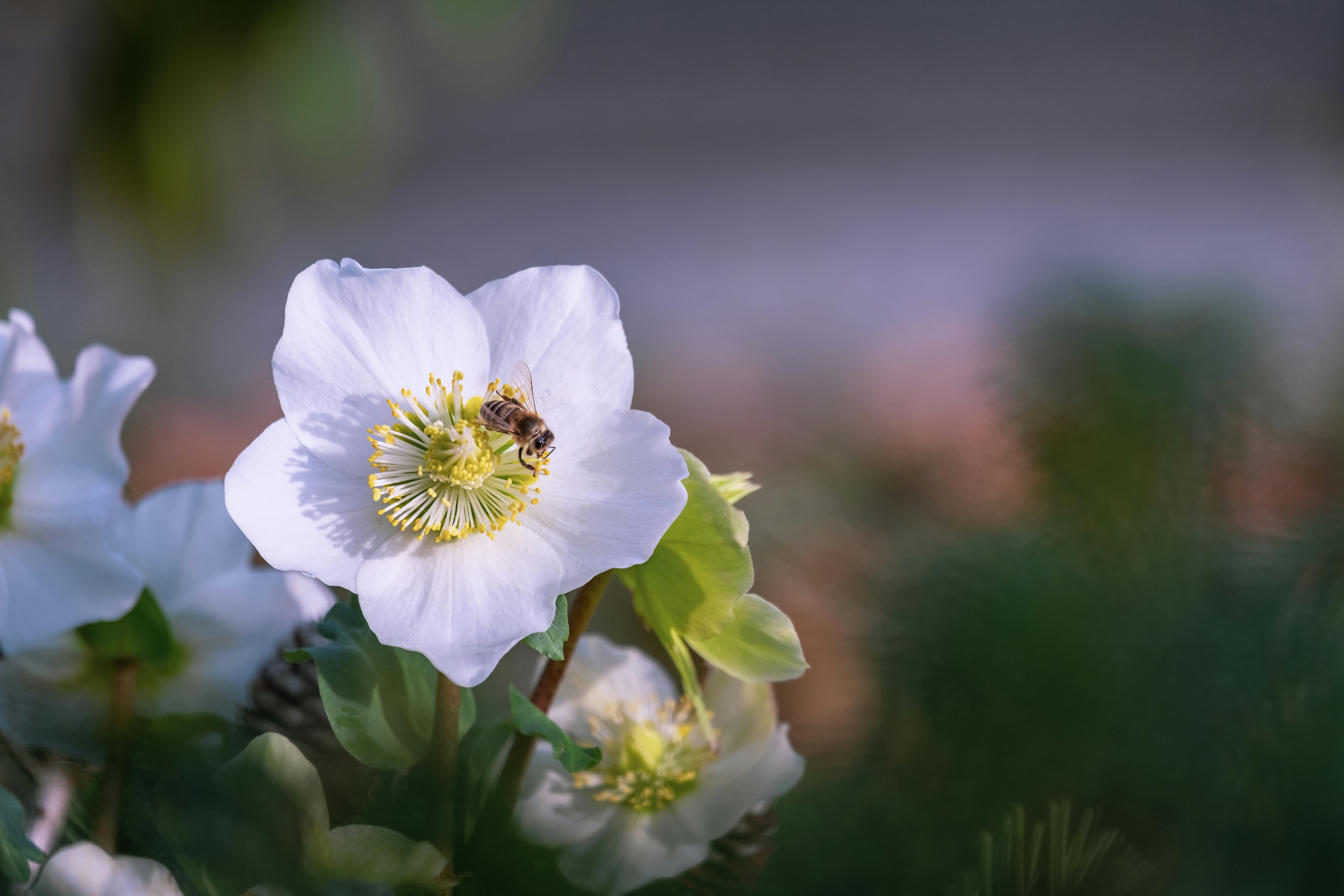 Närbild på en blomma och ett bi.