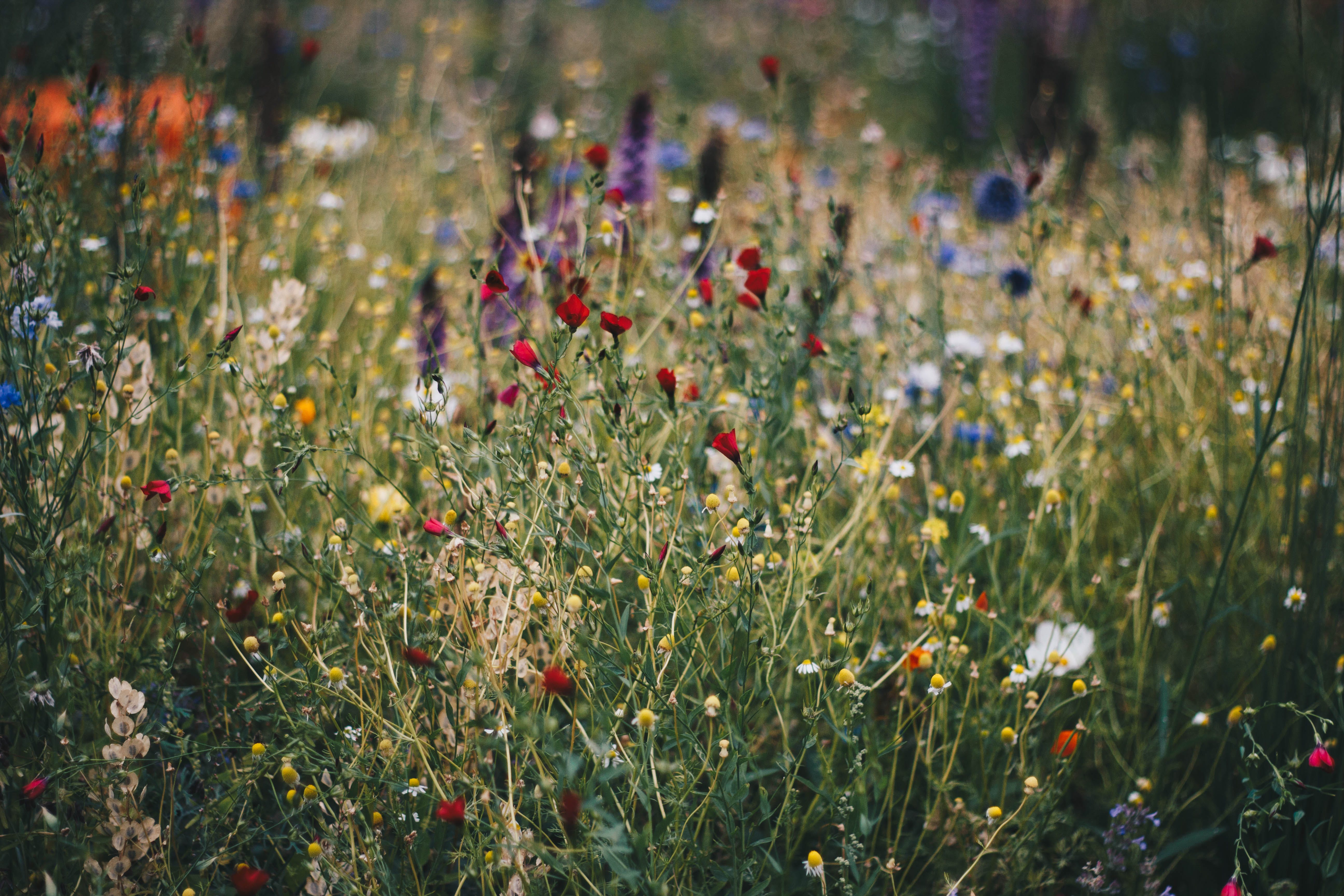 En blomsteräng. 