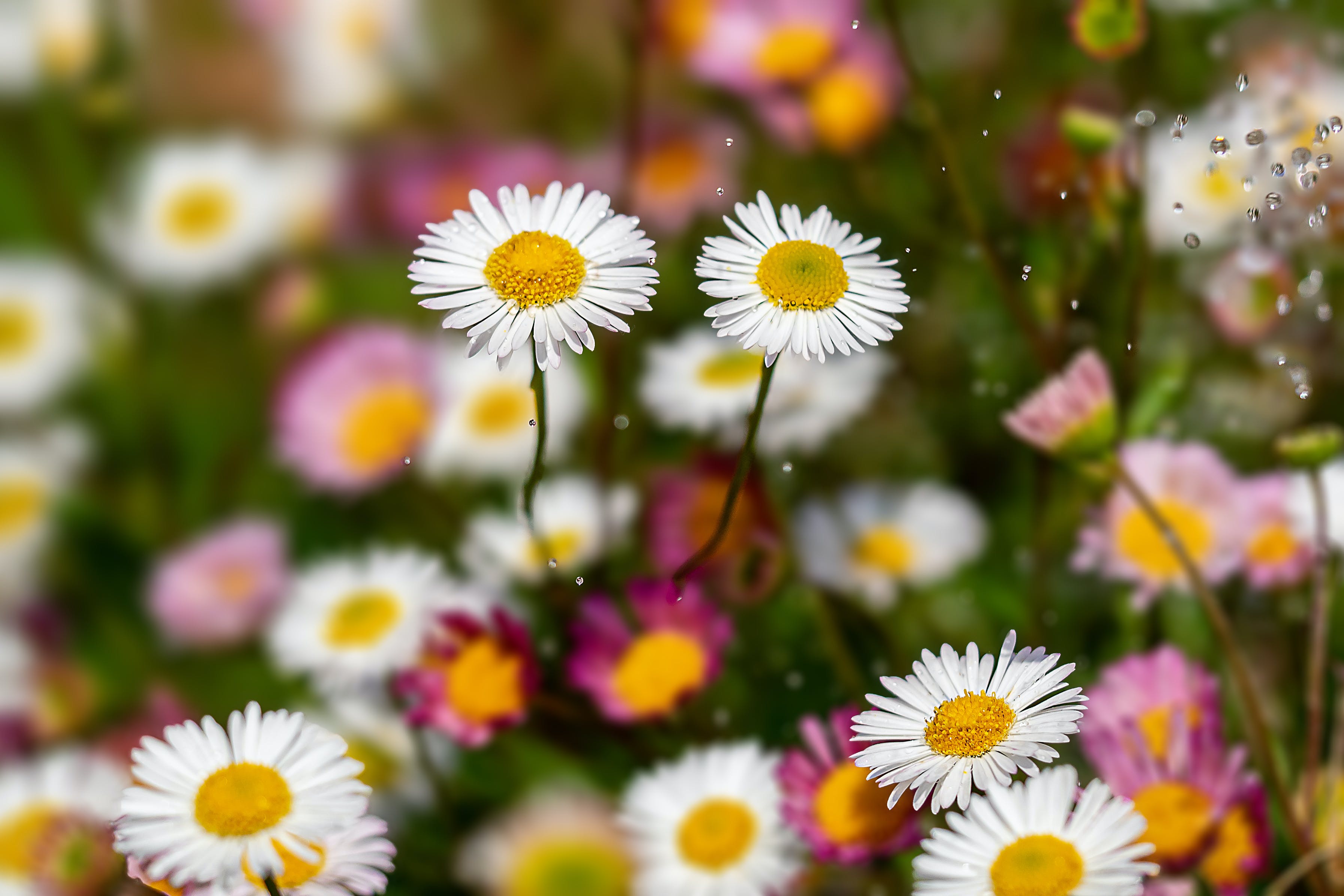 Närbild på vita och rosa blommor.