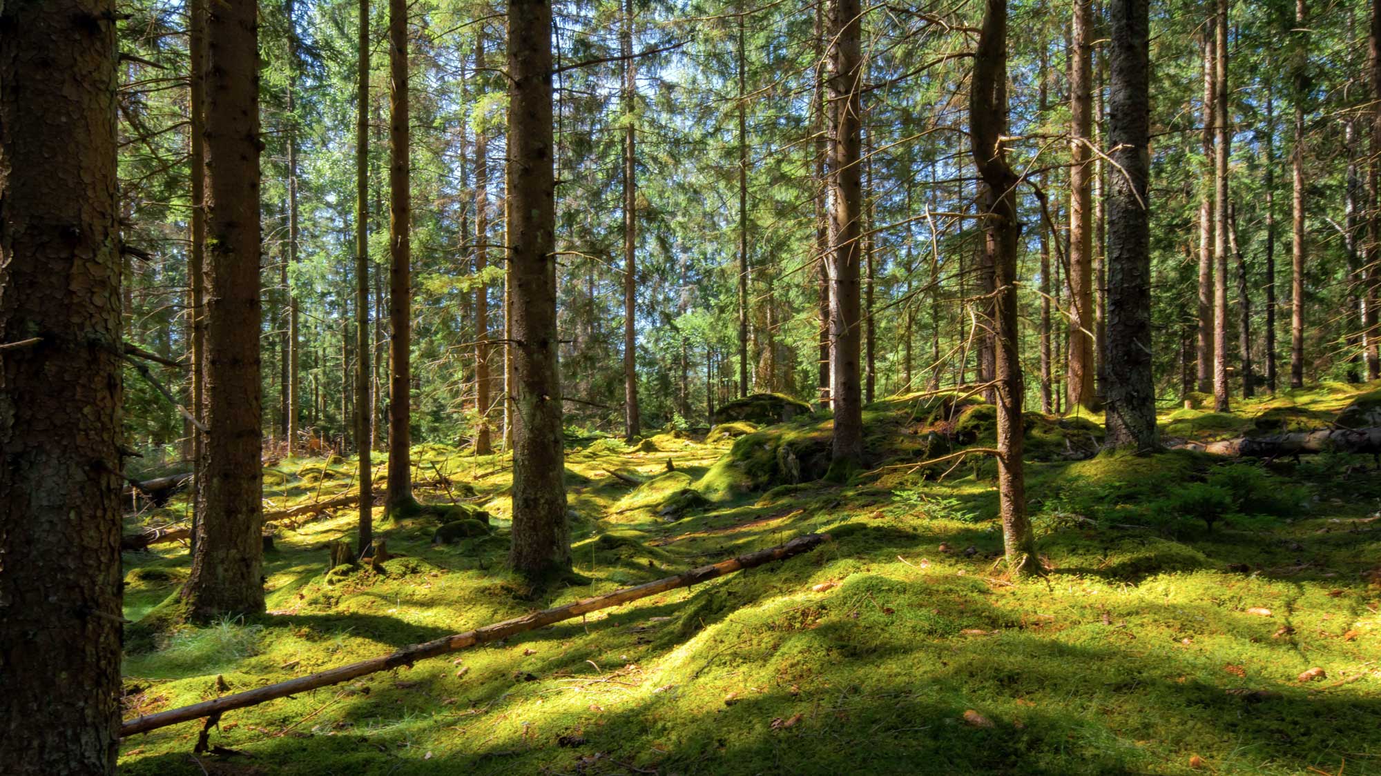 Foto taget mitt i en skog. Grön mossig mark och flera tall-trädstammar