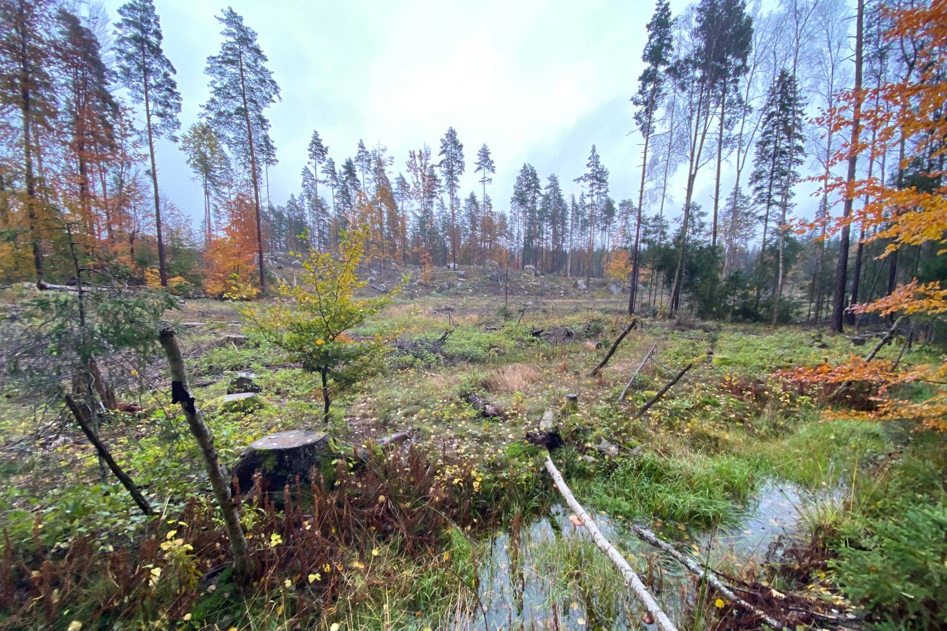 Vattenfyllt dike i i en höstlik skog.