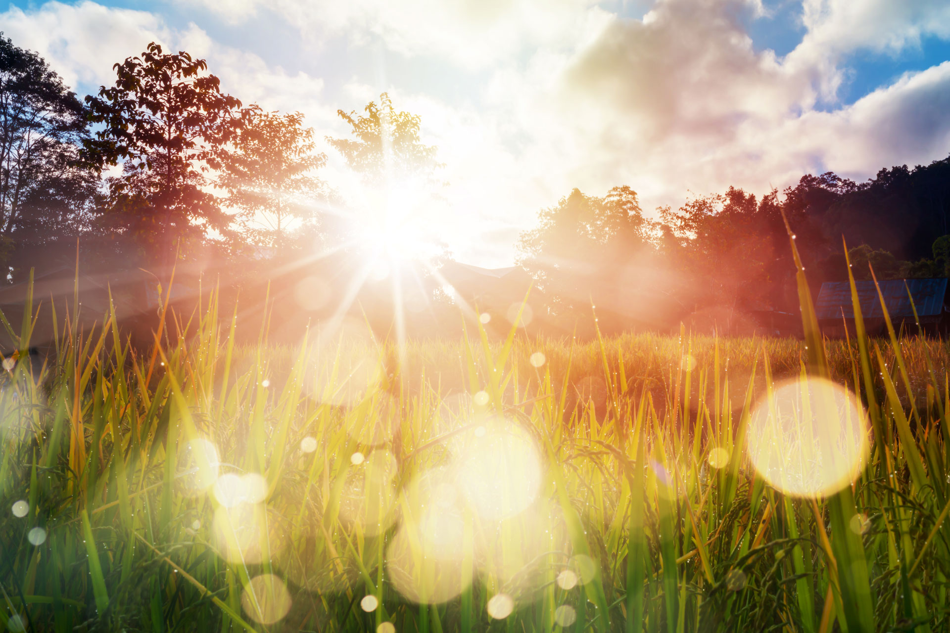 Soluppgång med bokeh-effekt över en sommaräng.