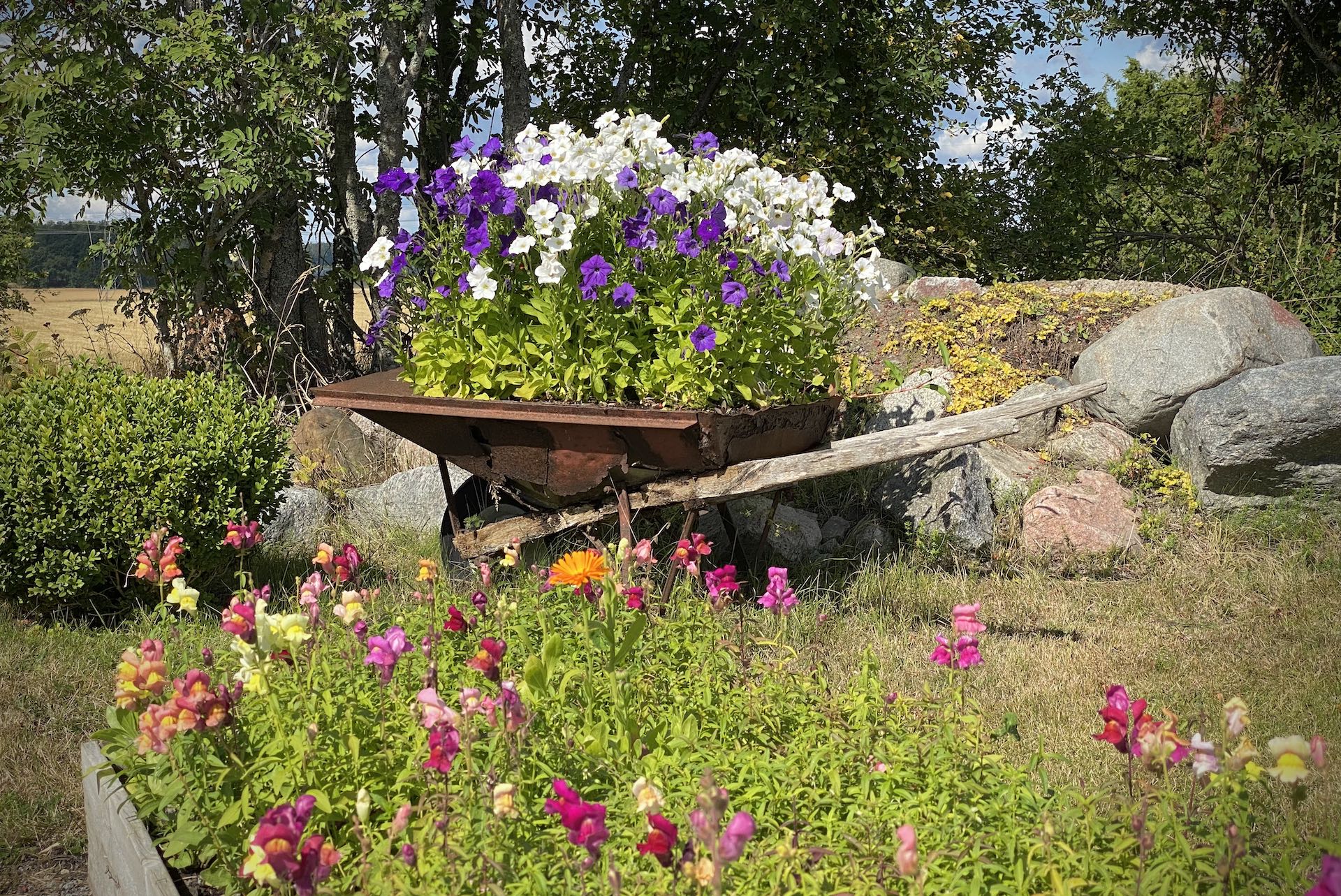 Lila och vita blommor i en rostig gammal skottkärra.