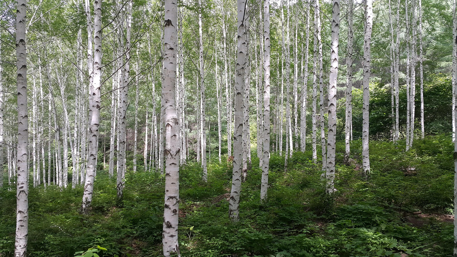 Keväinen koivumetsä.