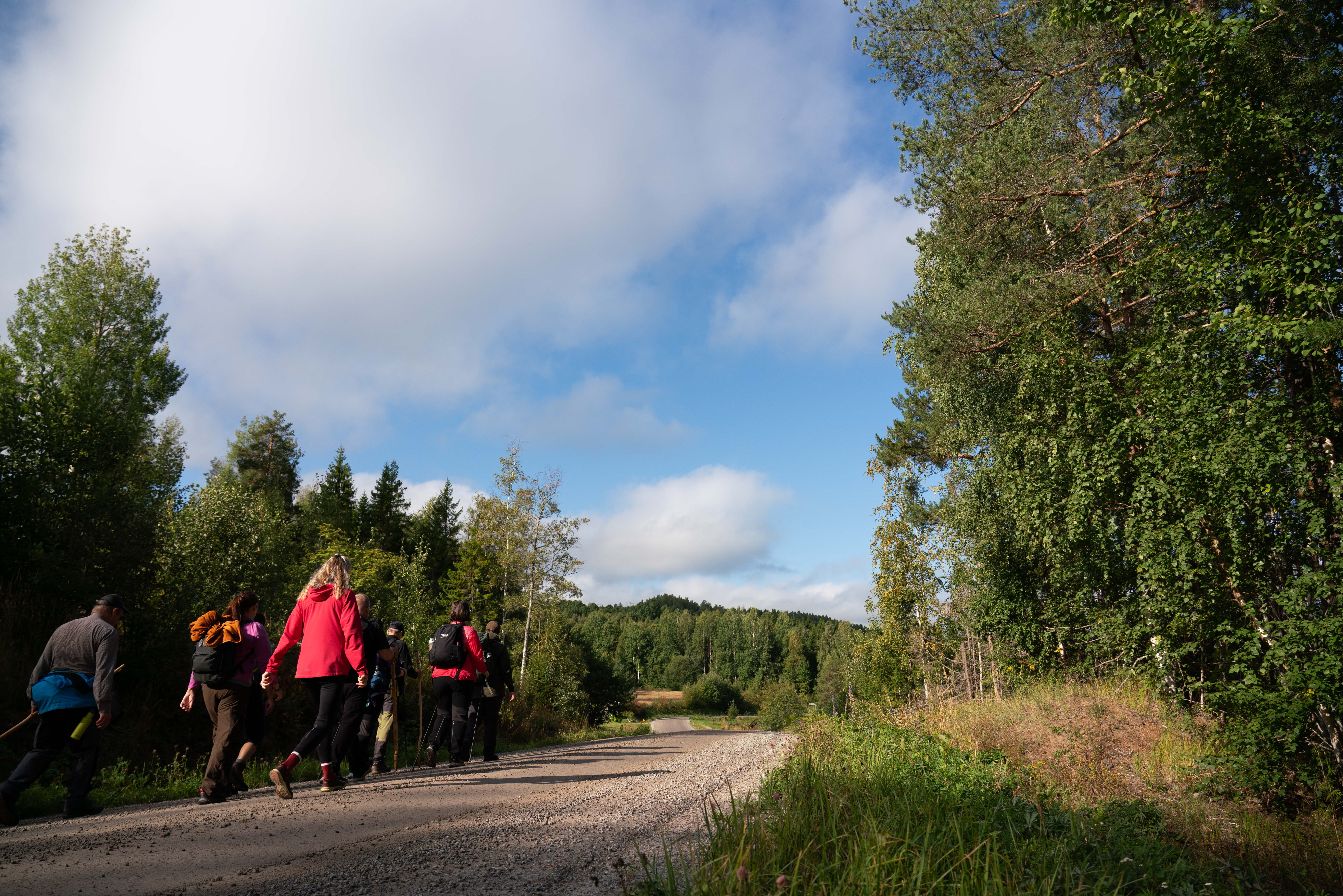 En grupp vandrade människor med ryggsäckar sedda bakifrån, gående längs en slingrande grusväg omgiven av tät granskog under en delvis molnig blå himmel.